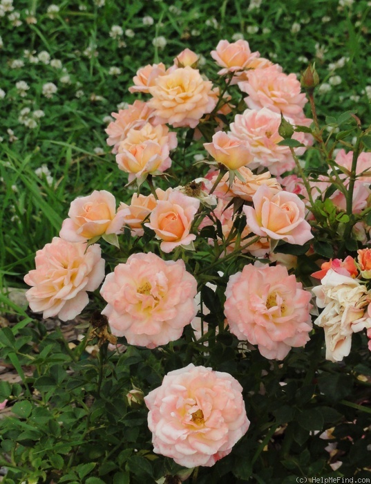 'Peach Clementine®' rose photo