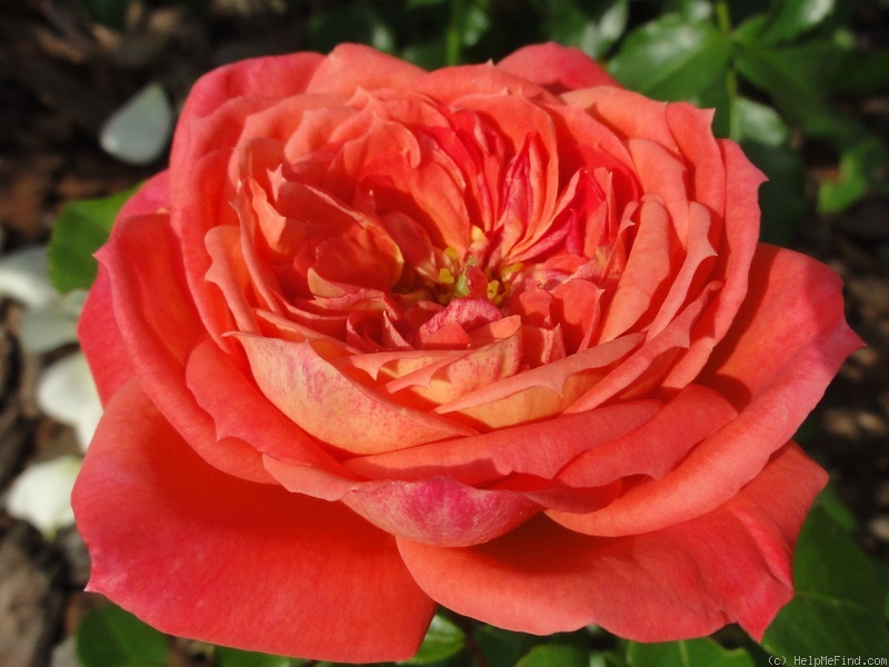 'Queen of Hearts ® (floribunda, Kordes, 2000/08)' rose photo