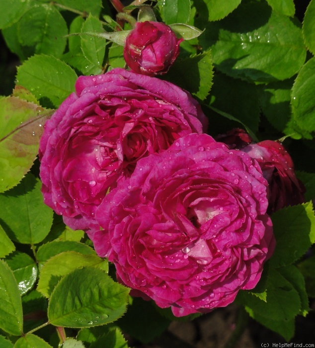 'Reine des Violettes (hybrid perpetual, Mille-Mallet 1860)' rose photo