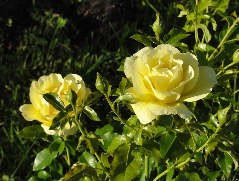 'The Brownie Rose' rose photo