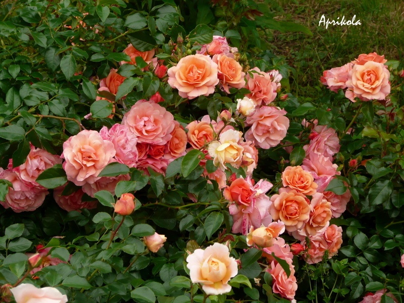 'Aprikola ®' rose photo