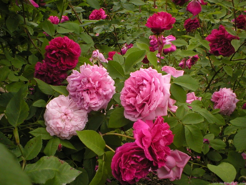 'Zorja Mičurina' Rose Photo