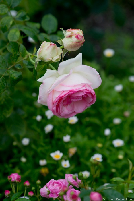 'Eden Rose 85' rose, click to enlarge 'Eden Rose 85' rose photo