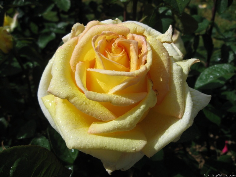 'Nicolas Hulot ®' rose photo