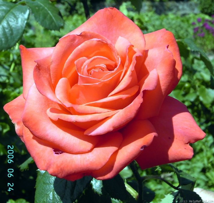 'Testa Rossa' rose photo