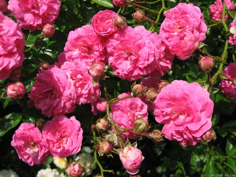 'Minnehaha' rose photo