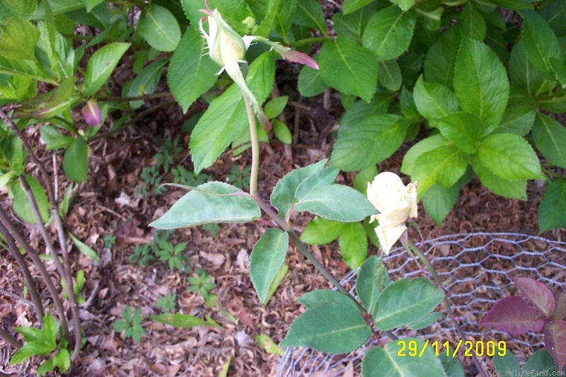 'Peace (tea, Piper 1902)' rose photo