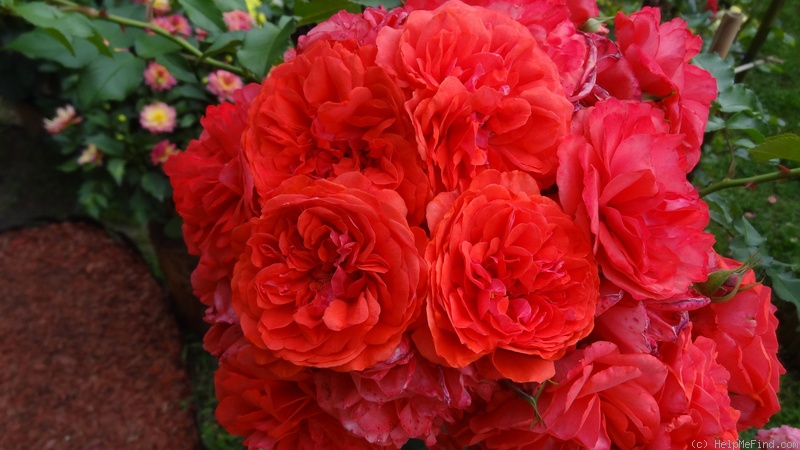 'Uetersens Rosenkönigin' rose photo