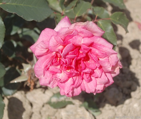 'Beauté Inconstante (tea, Pernet-Ducher, 1887)' rose photo