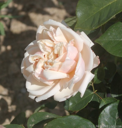 'Gloire de Dijon (Tea Noisette, Jacotot, 1849)' rose, click to enlarge 'Gloire de Dijon (Tea Noisette, Jacotot, 1849)' rose photo
