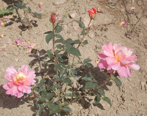 'Jacques Latouche' rose photo