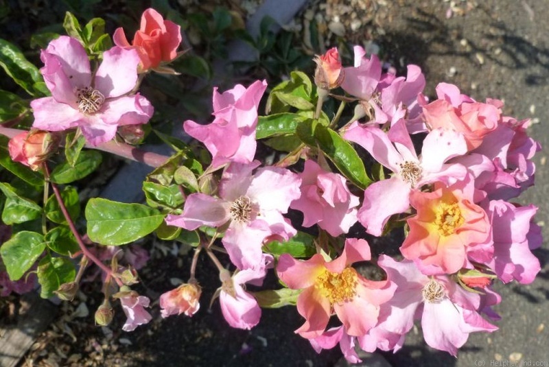 'Carolyn Dean' rose photo