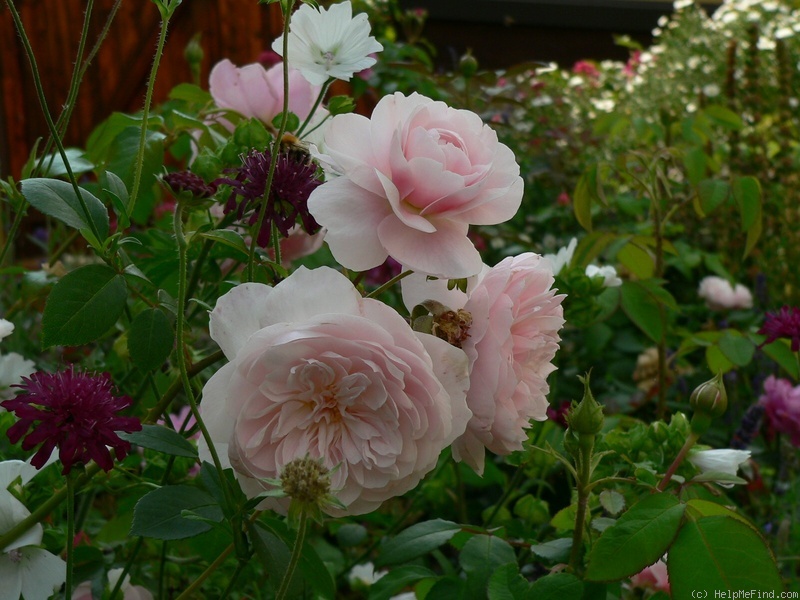 'Wisley 2008' rose photo