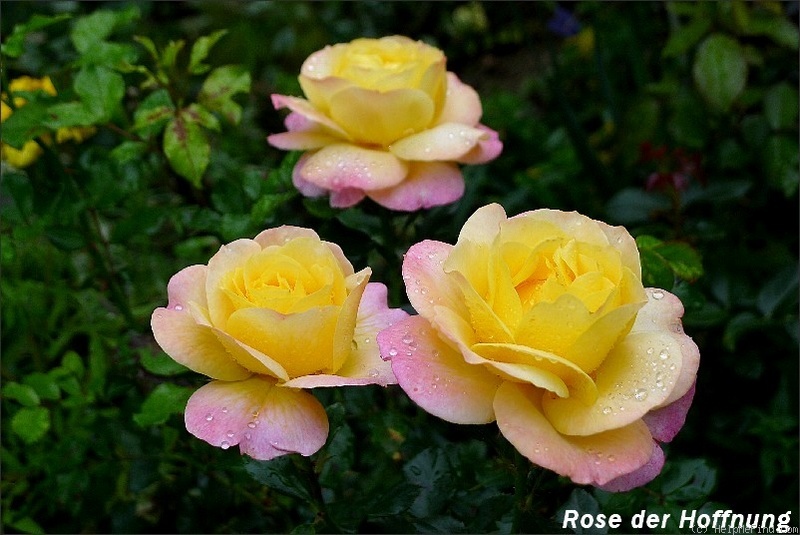 'Rose der Hoffnung ®' rose photo