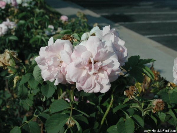 'Celestial (alba, before 1717)' rose photo