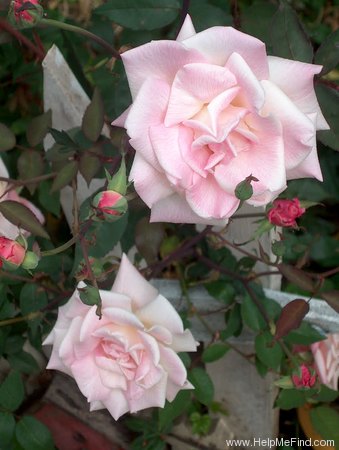 'Madame Antoine Mari (Tea, Mari before 1890)' rose photo