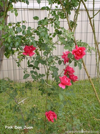 'Pink Don Juan' rose, click to enlarge 'Pink Don Juan' rose photo