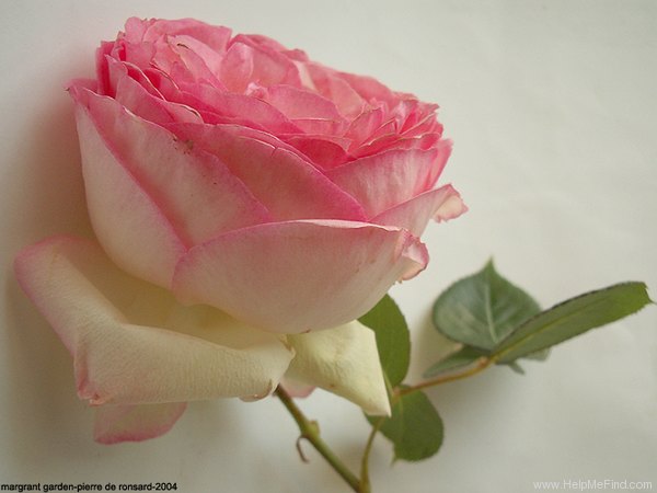 'Pierre de Ronsard ®' rose photo