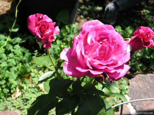 'Purple Passion ™' rose photo