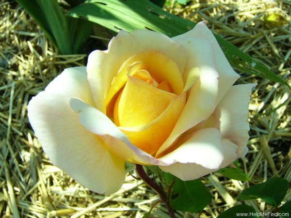 'Gruss an Coburg' rose photo