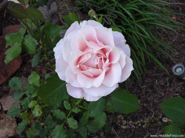 'Oyster Pearl' rose photo