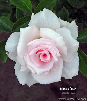 'Classic Touch (hybrid tea, Hefner, 1991)' rose photo