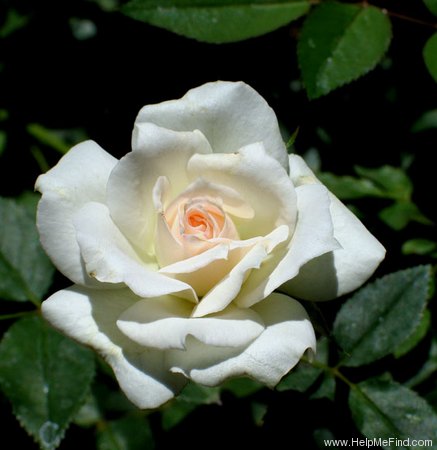 'Linville' rose photo