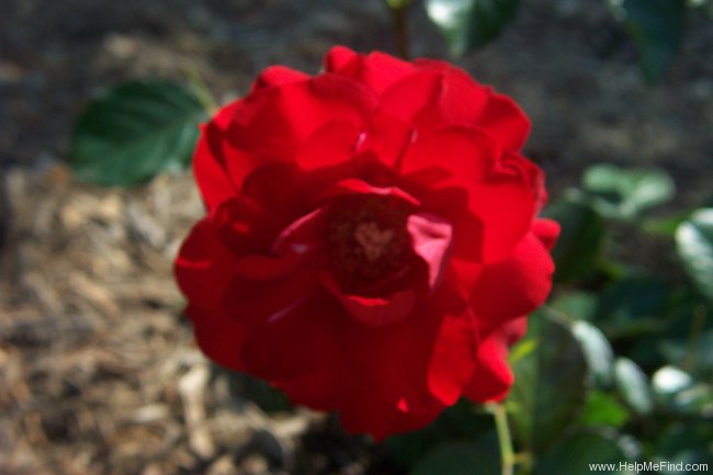 'Salsa™ (floribunda, Zary 2001)' rose photo