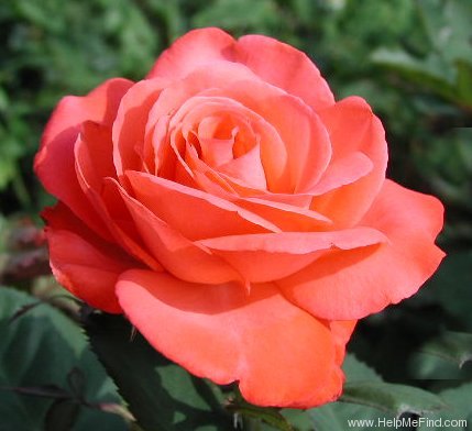 'Artistry' rose photo