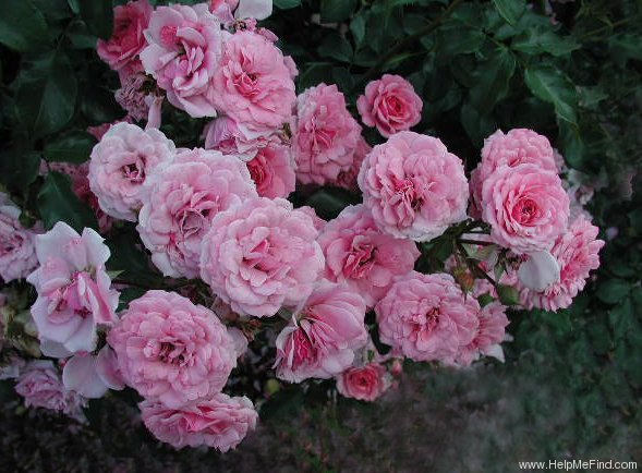 'Royal Bonica' rose photo