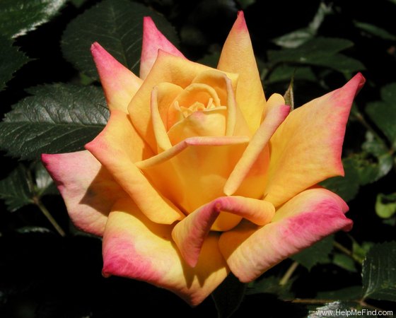 'Amber Sunset' rose photo