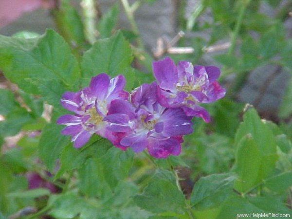 'Veilchenblau (Rambler, Schmidt, 1909)' rose photo