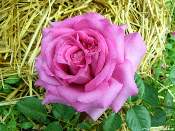 'Chartreuse de Parme' rose, click to enlarge 'Chartreuse de Parme' rose photo