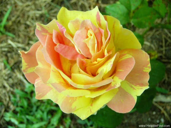 'Paul Cézanne ®' rose photo