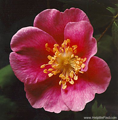 '<i>Rosa gymnocarpa</i> Nutt.' rose photo