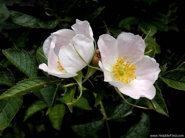 '<i>Rosa elliptica</i> auct. eur.' rose photo