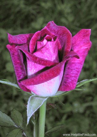 'Purple Sunset' rose photo