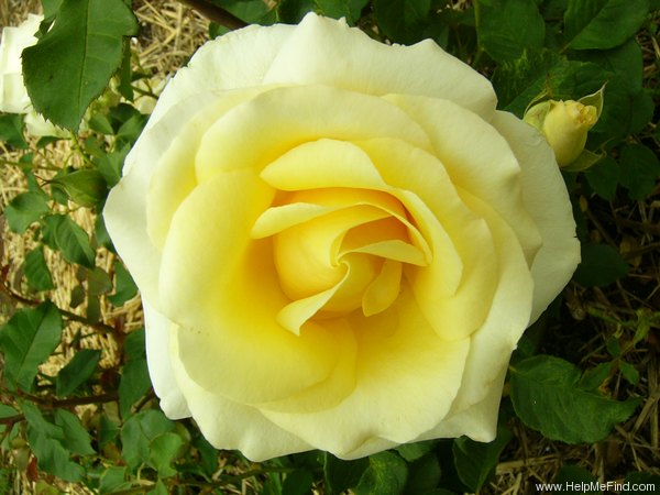 'Simply Heaven' rose photo
