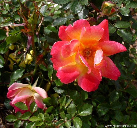 'Ferris Wheel' rose photo