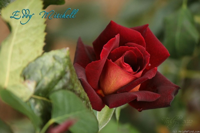 'Eddy Mitchell ®' rose photo
