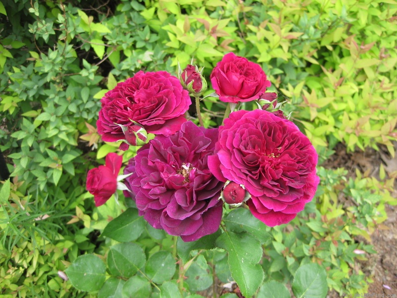 'Tradescant' rose photo