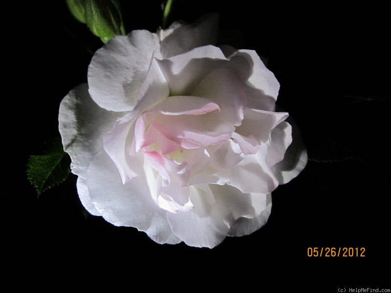 'Polareis' rose photo