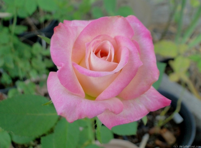 'Apéritif (floribunda, Boerner before 1966)' rose photo