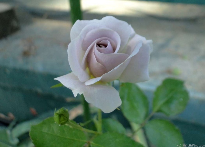 'Silver Cloud (Floribunda, Moore, 1990)' rose photo