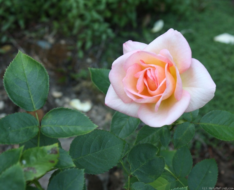 'Empress Michiko' rose photo