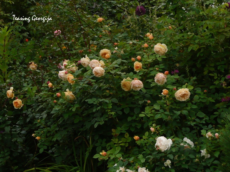 'Teasing Georgia' rose photo
