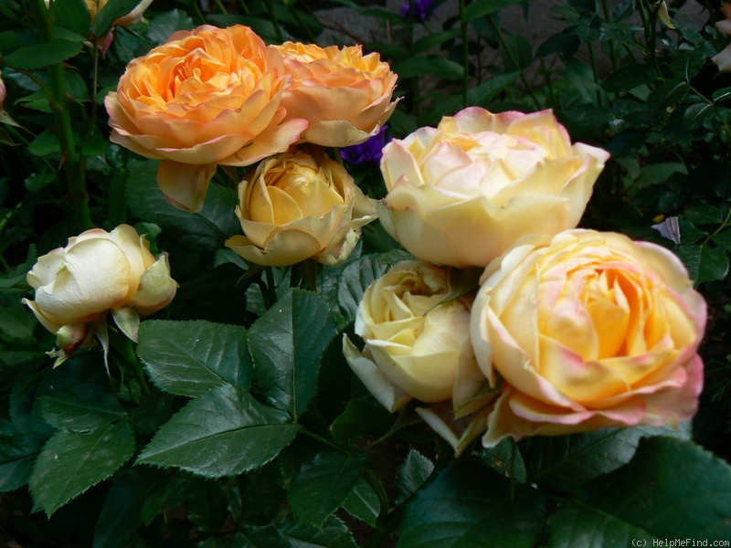 'Baby Romantica ® (miniature, Meilland 2004)' rose, click to enlarge 'Baby Romantica ® (miniature, Meilland 2004)' rose photo