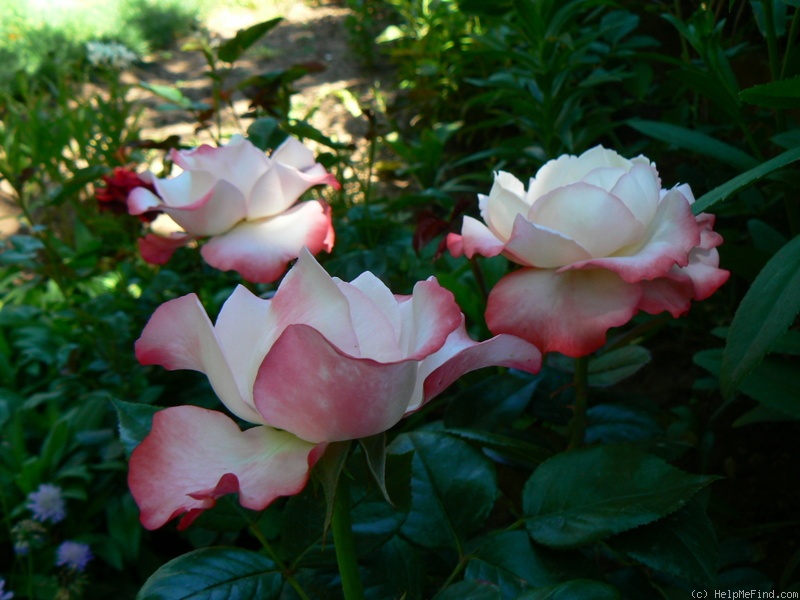 'Nostalgia (hybrid tea, Evers/Tantau, 1996)' rose, click to enlarge 'Nostalgia (hybrid tea, Evers/Tantau, 1996)' rose photo