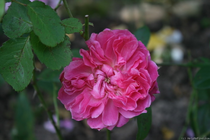 'Ivor's Rose' rose photo