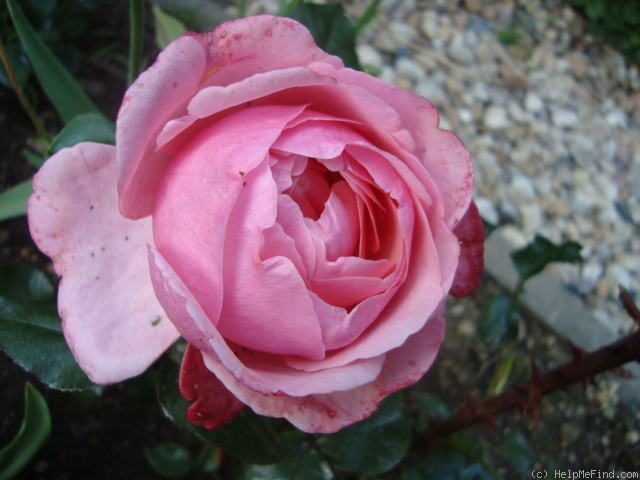 'Caritas ® (hybrid tea, Meilland, 2006)' rose photo